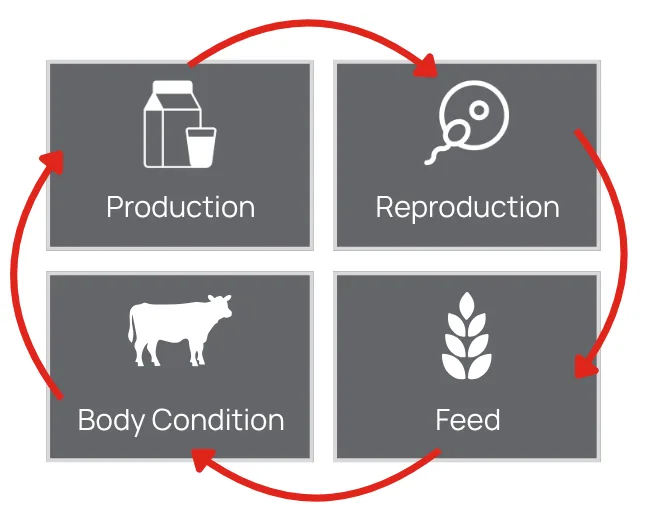 Four Data Pillars - DDP