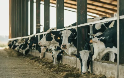 From Data Noise to Clarity